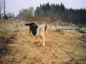 Začátky klubu v roce 2002 – psi na louce po bývalé skládce