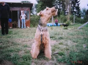 Erdelteriérka Aurelie od Jakuba, 2003