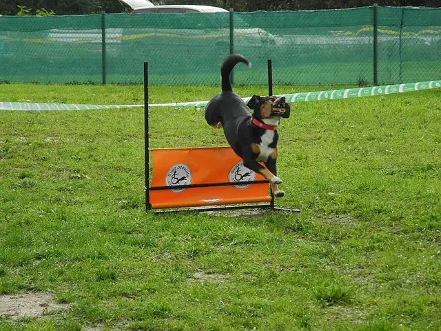 Pes při skoku přes oranžovou překážku, Obedience 2014