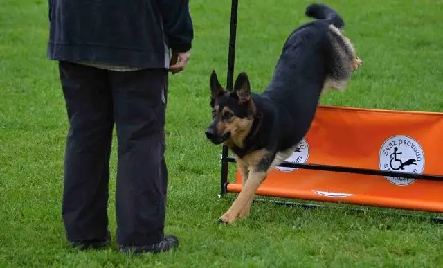 Border kolie při skoku, Obedience 2014