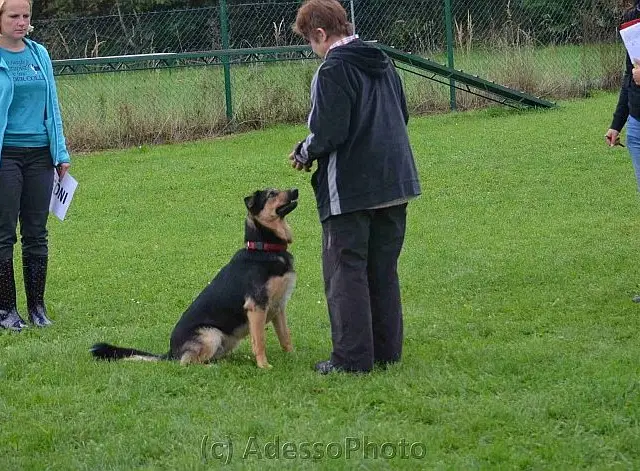 Psovodka se psem při poslušnosti, Obedience 2014