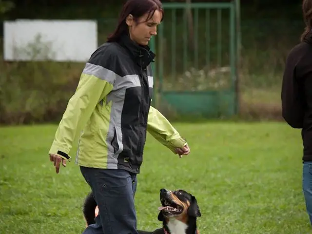 Chůze u nohy na závodech Obedience 2014